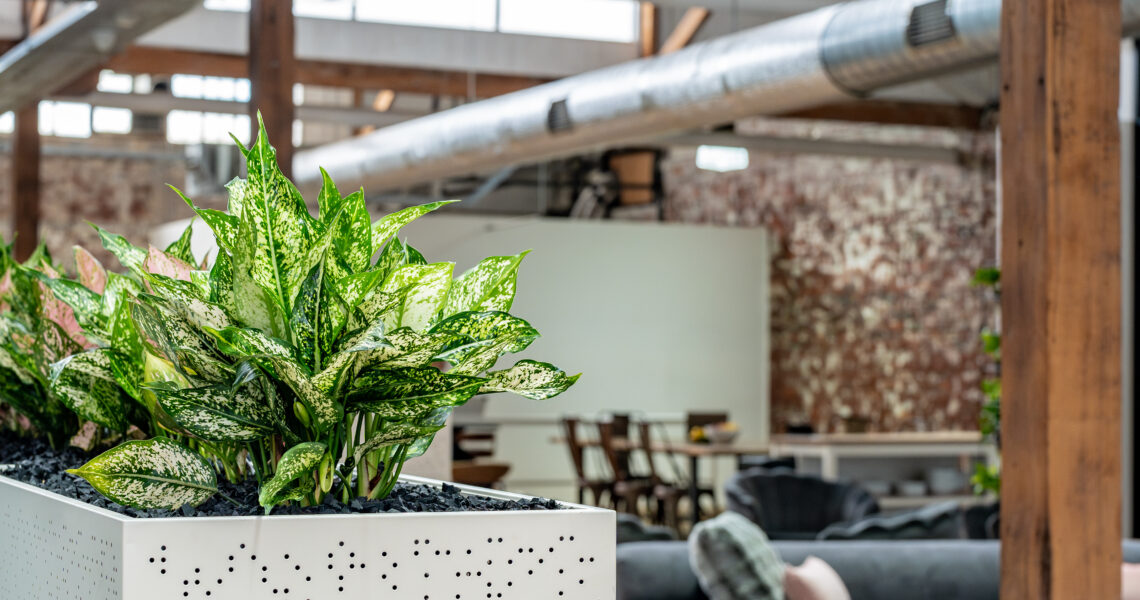 Plants, couhces, large kitchen tables and more are essential elements to the coworking areas of ko&co workhub south melbourne. Take a tour today to find out more.